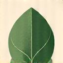 Feuille verte pour matériaux durables